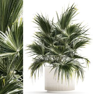 Beautiful Fan Palm In A Flower Pot For Decoration