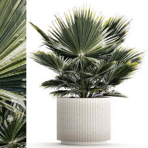Beautiful Fan Palm For Decoration In A Flower Pot