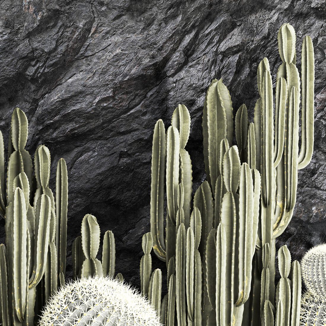 Beautiful Cacti And A Wall Of Black Rock Pebbles 3D Model for VRay | CGMood