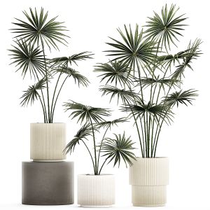 Beautiful Fan Palms In Flower Pots For Decoration