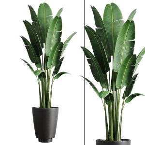 Indoor Plants-024-banana