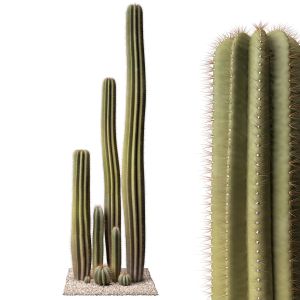 Cactus Set 01