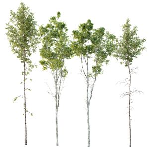 Spring Trees Betula Pendula And Castanea Sativa