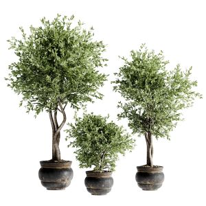 Indoor Bonsai Plants 49
