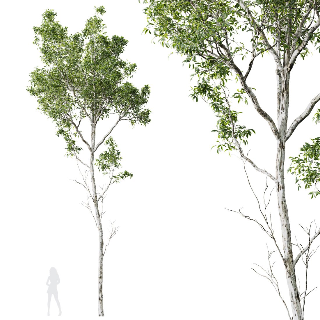 Castanea Sativa03 3D Model for VRay, Corona | CGMood