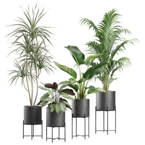 Indoor Plants Pack 68