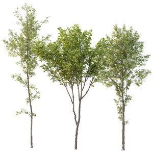 Spring Trees Alnus Glutinosa And Acer Pseudoplatan