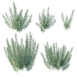 Artemisia Ludoviciana Albula