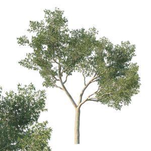 Eucalyptus Tree 02