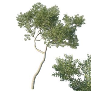 Eucalyptus Tree 03