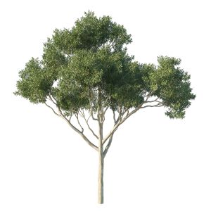 Eucalyptus Tree 04