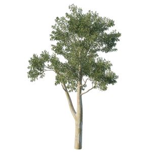 Eucalyptus Tree 05