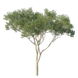 Eucalyptus Tree 07