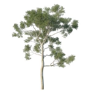 Eucalyptus Tree 08