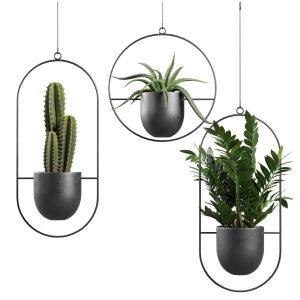 Hanging Plants 03