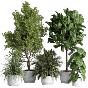 Indoor Plant 481 Pot Plant Tree Ficus Rubbery Mons