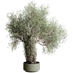 Indoor Plant 475 Pot Plant Tree Concrete Dirt Vase