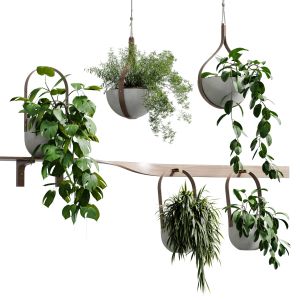 Wall Plant - Set Indoor Plant 483 Hanging Plants O