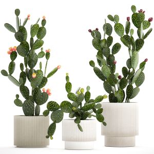 Set Cacti In White Pots With Prickly Pear Cactus