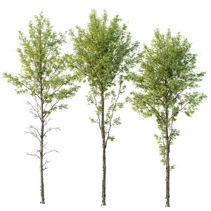 Spring Trees Alnus Glutinosa