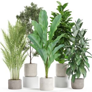 Plants Collection 951