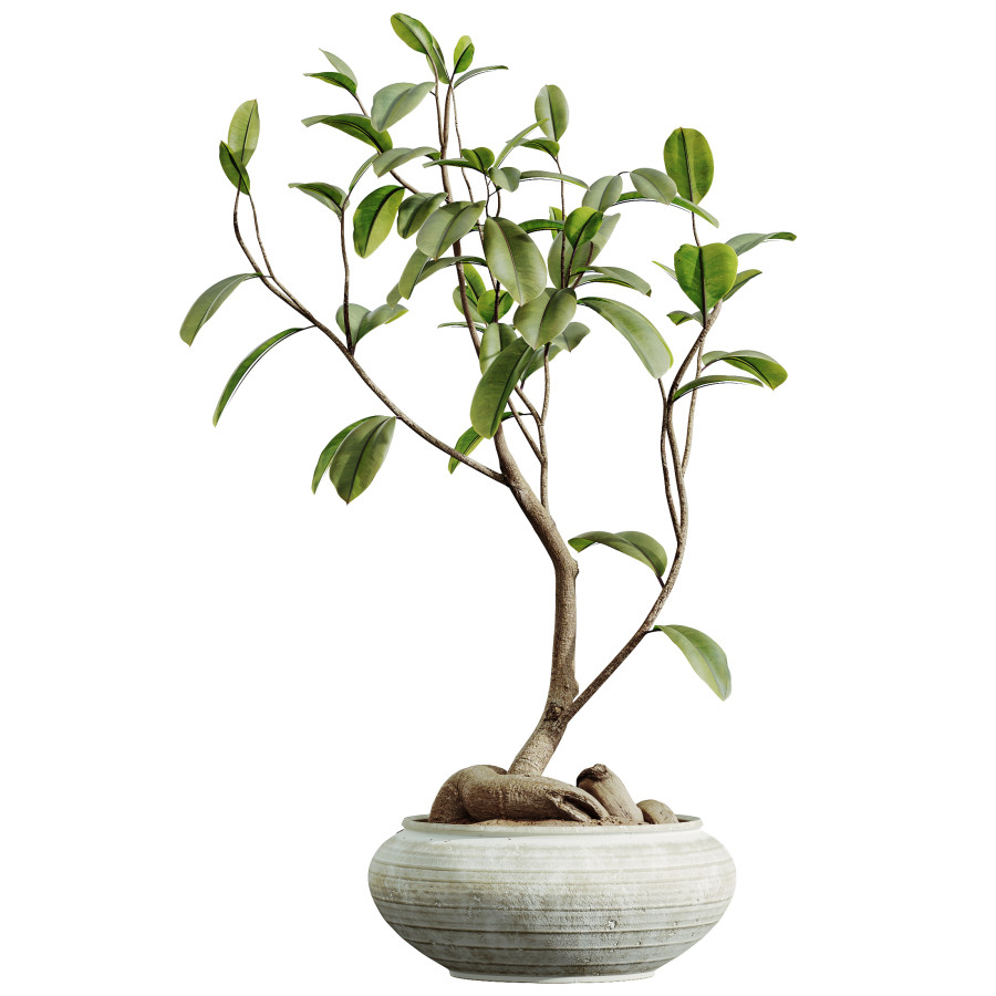Av Houseplants Japandi Ficus Dracaena Marginata12 - 3D Model for VRay,  Corona