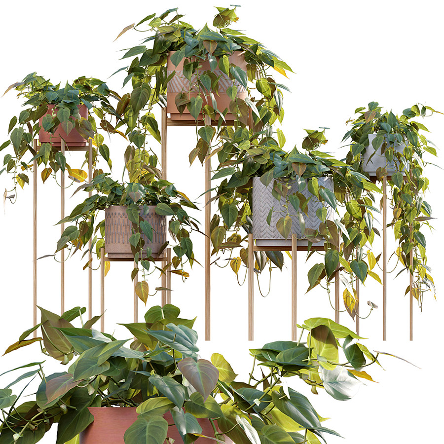 Philodendron Scandens Micans - 3D Model for VRay, Corona