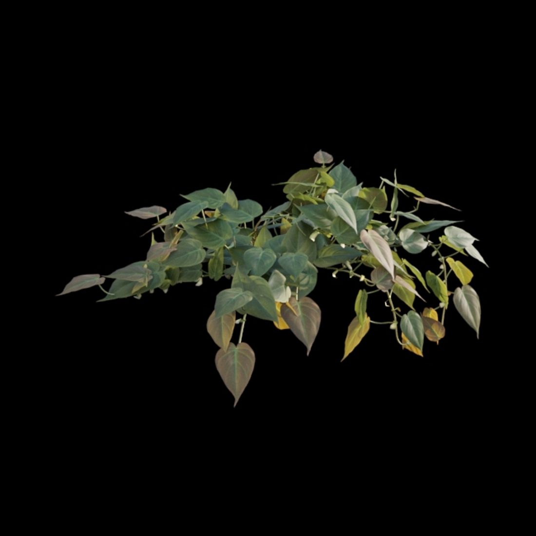 fertilizer for pothos Professional Liquid Pothos Plant Fertilizer
