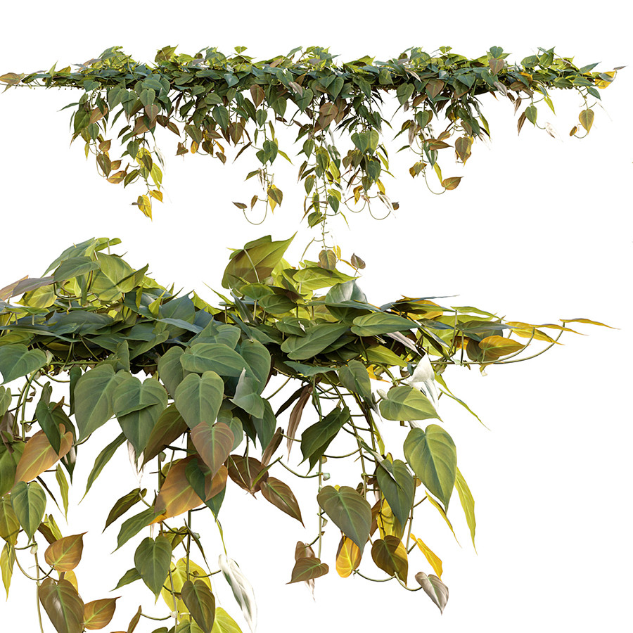 Philodendron Scandens Micans - 3D Model for VRay, Corona