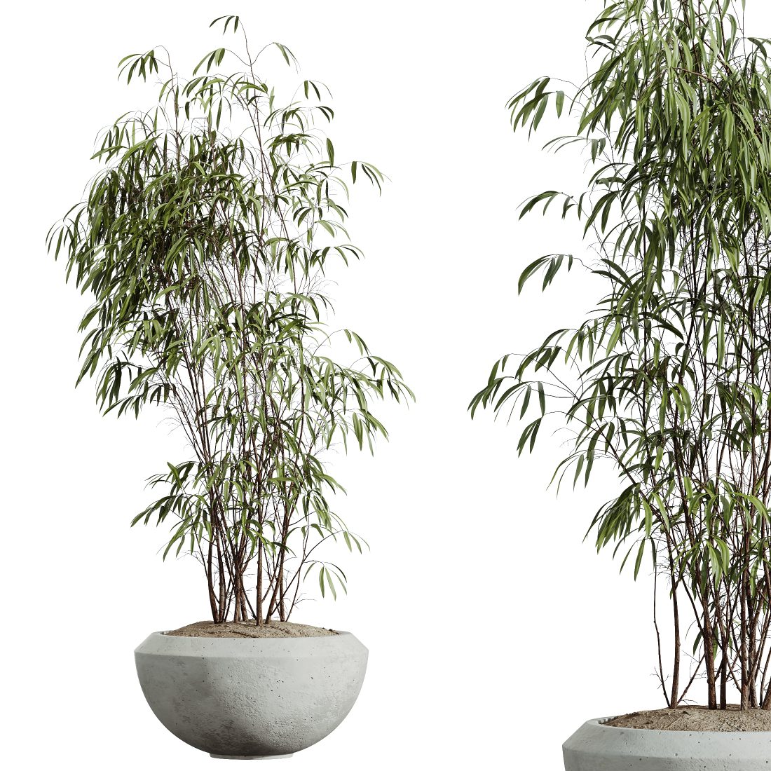 welche blumenerde für elefantenfuss Beaucarnea Recurvata – Elefantenfuß – 3 Größen – Grafische Darstellung der  Pflanze – Douceur Maison main image 1