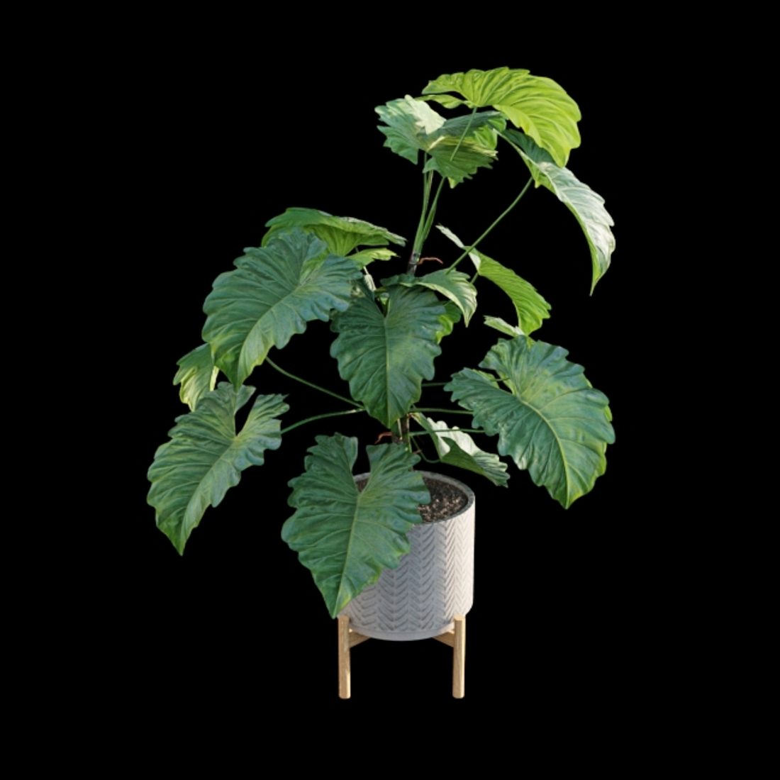 stinging nettle plant seeds Stinging Nettle – Bulk Leaf for Inflammation & Vitality – Sacred Plant Co main image 1