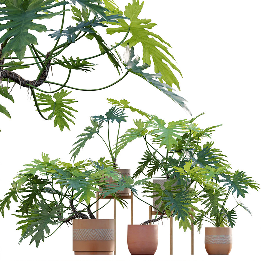 Philodendron Bipinnatifidum - Philodendron Selloum 3D Model for VRay,  Corona | CGMood