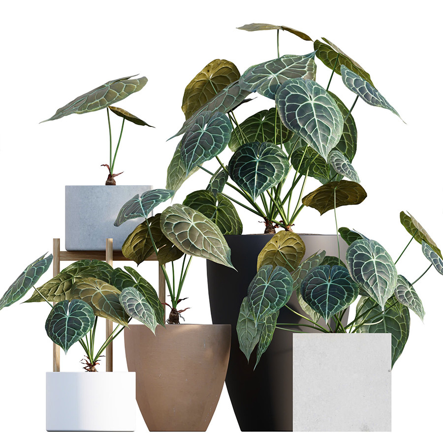 dwarf fiddle leaf fig Ficus Lyrata 'Little Fiddle'