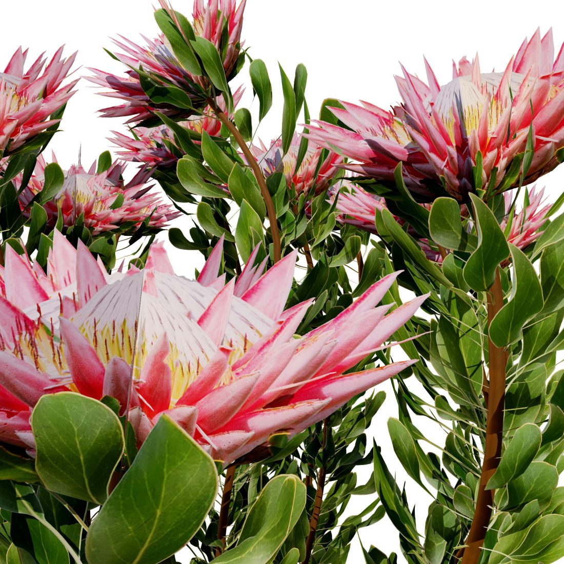 South African King Protea Bushes 3D Model for VRay, Corona | CGMood