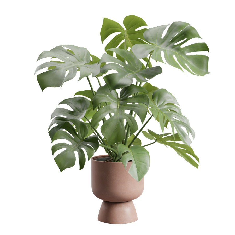 Swisscheese Monstera Plant by AllQuad