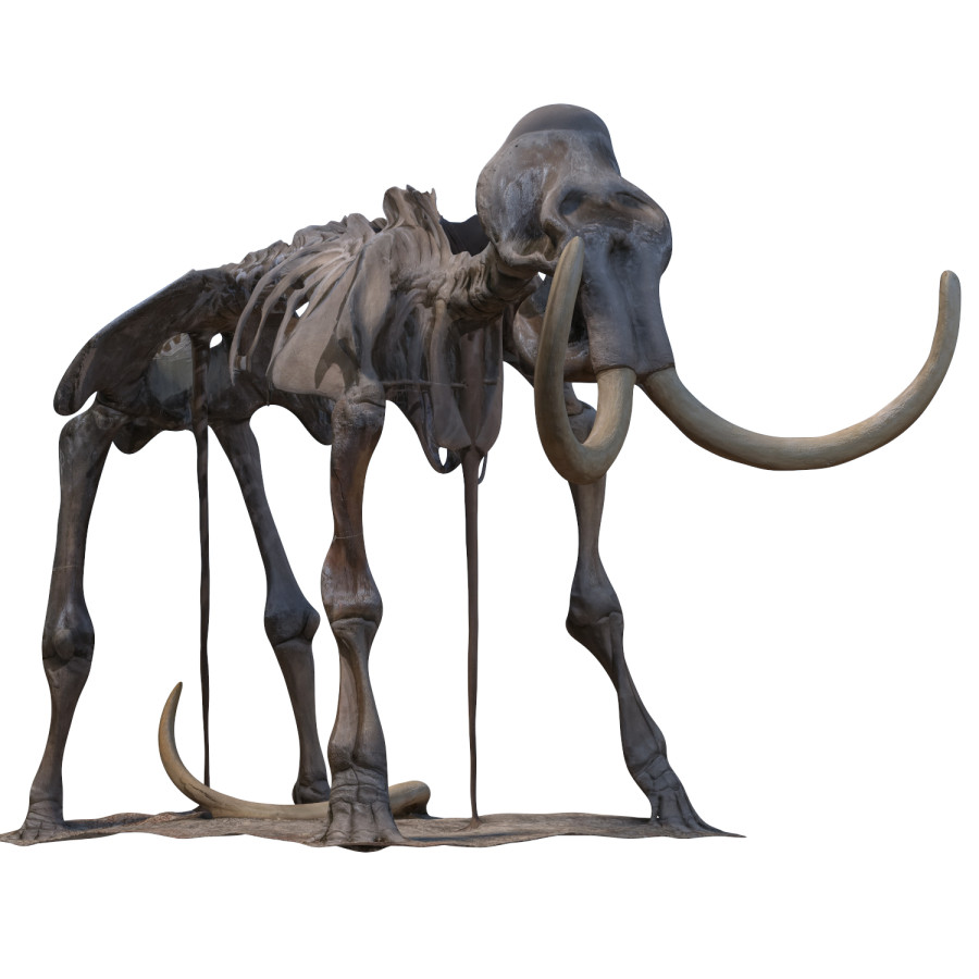 Mammoth Skeleton Model by Sergey Koshkarov