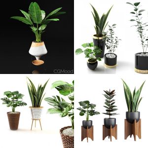 plant collection