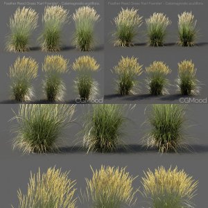 Feather Reed Grass Collection - 9 models