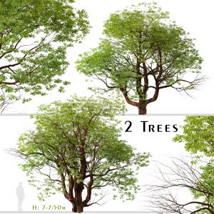 Set of Chinese Stewartia Tree (Stewartia sinensis)