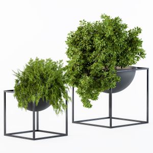 Hanging Plants In Round Pot