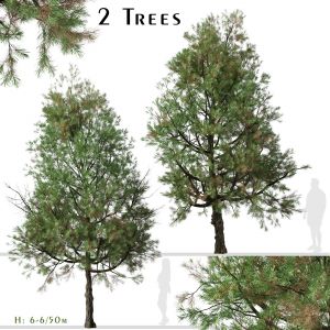 Set of Pinus nigra Tree (Austrian pine) (2 Trees)