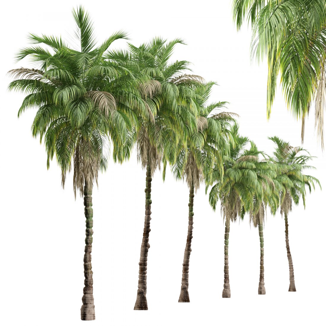 Set Of Kentia Palm Tree (Howea Forsteriana)-2 Tree - 3D Model for VRay