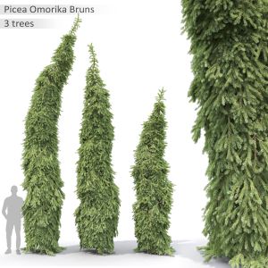 Picea Omorika Bruns 01