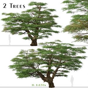 Set of Lebanon Cedar Tree (Cedrus libani) 2 Trees