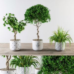 Indoor Plants Set Small Pots