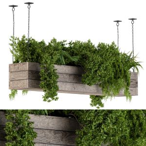Hanging Plants In Wooden Box