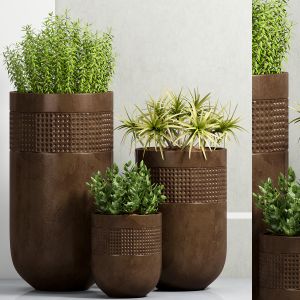 Decorative Plant Set - 18