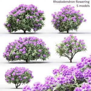 Rhododendron 02