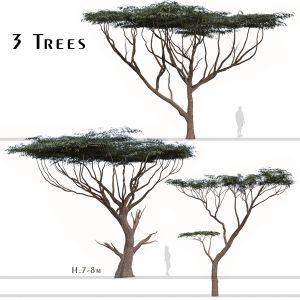 Set of Acacia tortilis Tree (Vachellia tortilis)