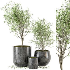 Outdoor Plants Tree In Dark Concrete Pot - Set 4